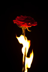 A beautiful red flower burns in the fire