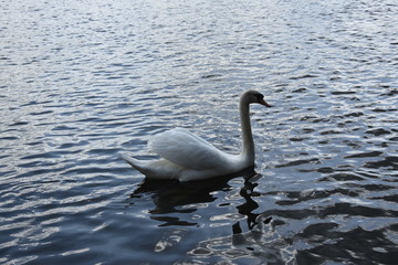 Białe Łabędzie  © Iwona