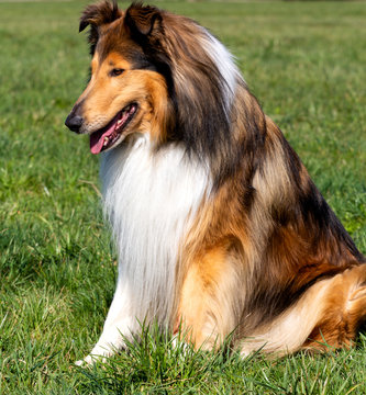 Aufmerksamer Collie-R&uuml;de in dark-sable