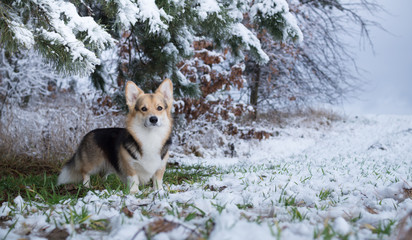 Dog Welsh Corgi Pembroke on a walk in a beautiful winter forest.