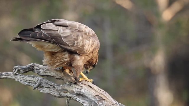 Common Buzzard (Buteo buteo), on a tree trunk, Castilla Leon.