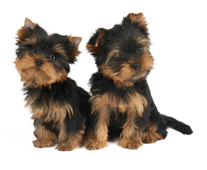 Two cute puppies