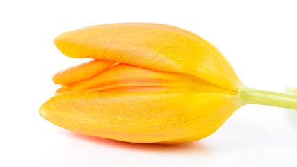 Orange Tulpe - Nahaufnahme isoliert vor weißem Hintergrund