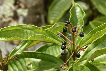 plant with fluit