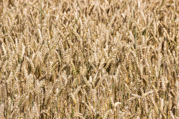 field of the grain before harvest