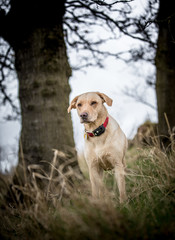 Labrador in the trees