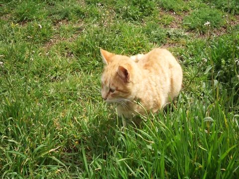 Gatito pelirrojo jugando en la hierba 