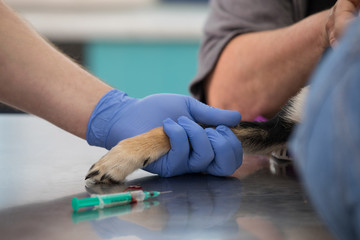 Veterinarian helps a dog with a head injury
