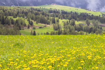 Blooming dandelions field in Alps