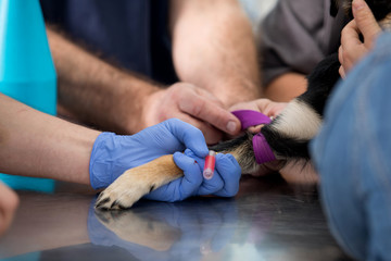 veterinary examining dog
