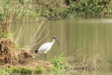 African sacred ibis