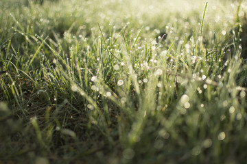 Dew on the grass. Morning grass. Bokeh on the grass. Green nature background. Spring background