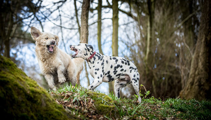 Dogs playing in the trees