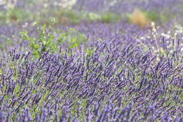 Fototapeta premium Lavender close up