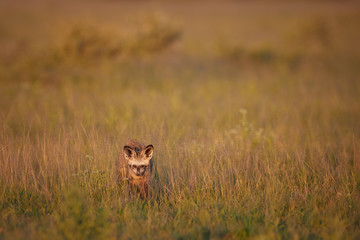 Close up Bat-eared fox, Otocyon megalotis, small african carnivore in its typical environment, arid savanna in dusk, staring directly at camera. African wildlife photography, Nxai Pan, Botswana