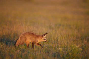 Close up Bat-eared fox, Otocyon megalotis, small african carnivore in its typical environment, arid savanna in dusk, staring directly at camera. African wildlife photography, Nxai Pan, Botswana