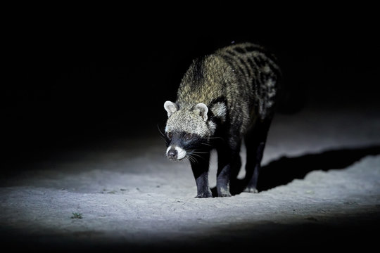 Close up African civet, Civettictis civetta, night photo of wild, largest civet from front view. Nocturnal african predator. Wildlife photography, self drive safari in Moremi national park, Botswana.