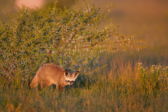 Close up Bat-eared fox, Otocyon megalotis, small african carnivore in its typical environment, arid savanna in dusk, staring directly at camera. African wildlife photography, Nxai Pan, Botswana