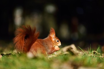 red-haired squirrel and walnut