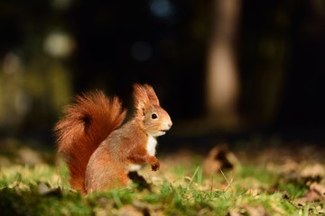 Red squirrel