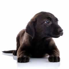 Portrait of a cute Mixed breed dog puppy