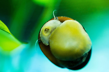 Aquatic Snail