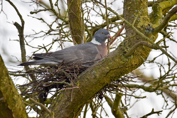 Taube im Nest