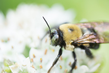 Bumble Bee Green Eyes