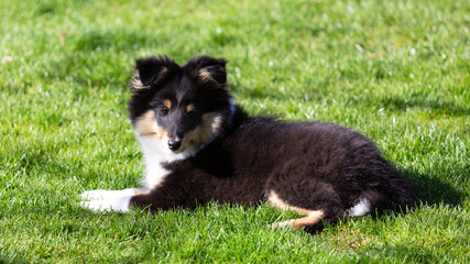 Sheltie-Welpe in tricolour, drei Monate alt, liegt im Gras