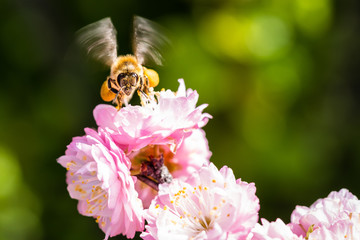 Honigbiene kurz vor Abflug mit ausgestreckten Flügeln