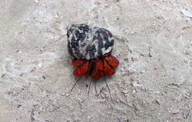 Middle-sized hermit crab with red legs/ Island Contoy, Mexico