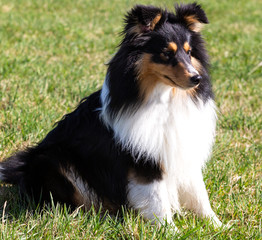 Einjähriger Sheltie-Rüde tricolour sitzt in der Wiese