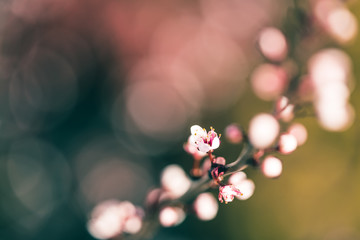 Kirschbaum Blüten im Frühling mit Bokeh im Hintergrund