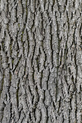 Tree bark texture