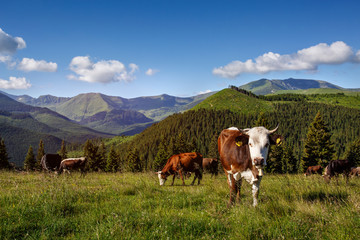 Fototapeta na wymiar Idyllic summer landscape in the mountain with cow
