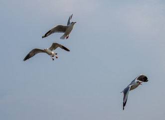 Seagulls are flying at the sea.