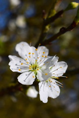 Blüten zum Frühlingsanfang