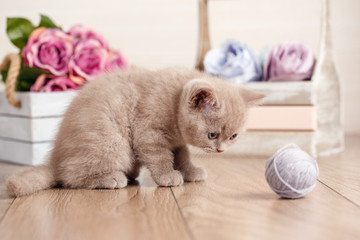 Fototapeta na wymiar Scottish Fold Kitten playing with a tangle of threads