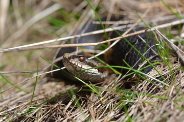 Kreuzotter - Vipera berus
