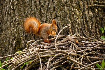 Cute and hungry squirrel eating a nut