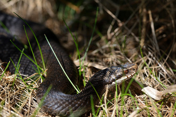 Kreuzotter - Vipera berus