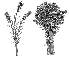 Bunch of lavender illustration, drawing, engraving, ink, line art, vector
