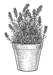 Lavender in pot illustration, drawing, engraving, ink, line art, vector
