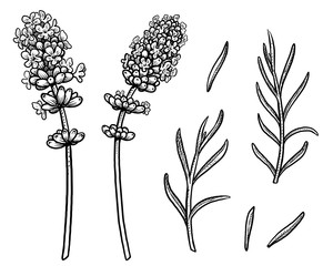 Lavender illustration, drawing, engraving, ink, line art, vector
