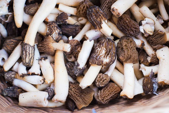 Basket full of Morchella mushrooms