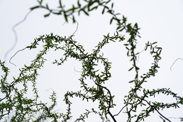 Curly branches of birch tree against sky, suitable as pattern or background. Slovakia