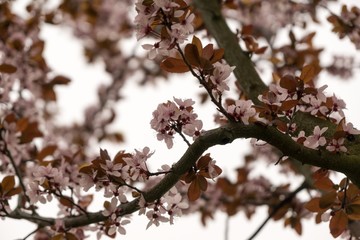 Spring tree flowering. Pink flowers. Slovakia