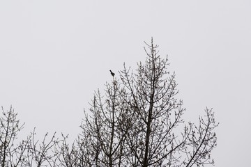 Bird on the top of the tree. Slovakia