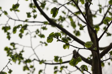 Curly branches of birch tree against sky, suitable as pattern or background. Slovakia