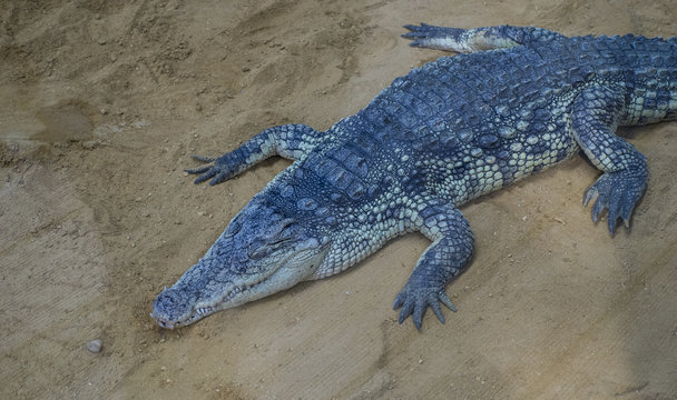 Predator, An alligator is a crocodilian in the genus Alligator of the family Alligatoridae,  close up texture of alligator skin